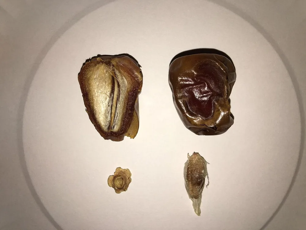 Quality Dates Under IDR 100,000/Kg (2026): Best Value Picks and Price Table
