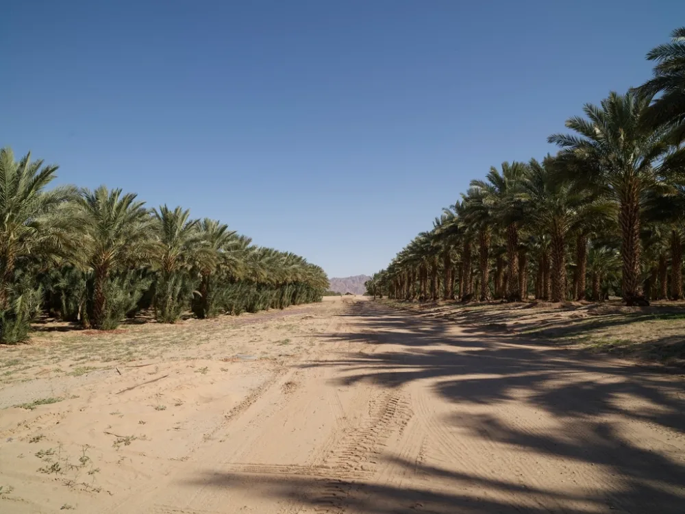 Kurma Ajwa Madinah
