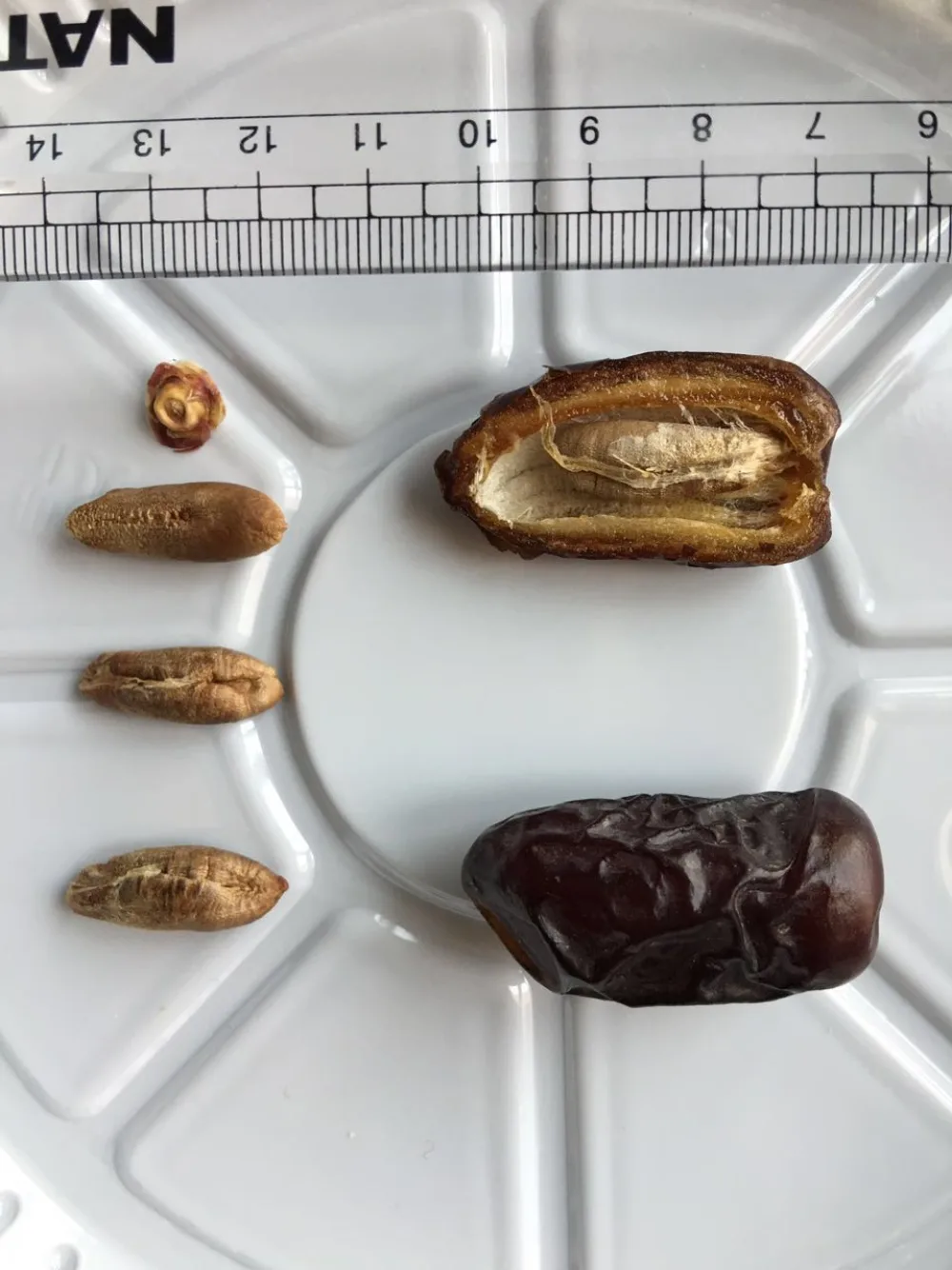 Kurma Safawi Madinah